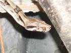 1. 2 Boa COnstrictor Imperator zu vergeben