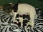 3 Jack Russel Welpen 1x W 2x M ab 03. 03. 2022 abzugeben